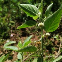 Sida cordifolia L.